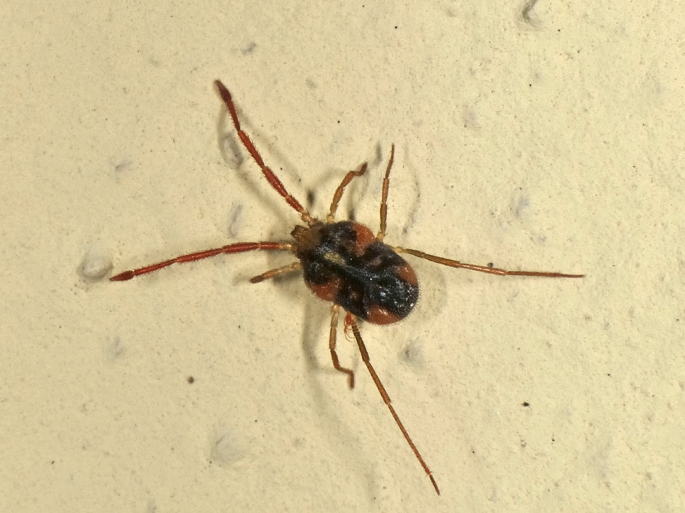 Erythraeidae: cfr Erythraeus sp. - Borrello (CH)